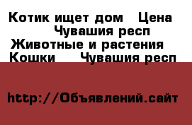 Котик ищет дом › Цена ­ 1 - Чувашия респ. Животные и растения » Кошки   . Чувашия респ.